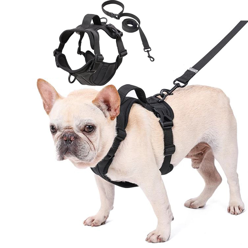 WalkEase-Frenchie-Leash-Harness