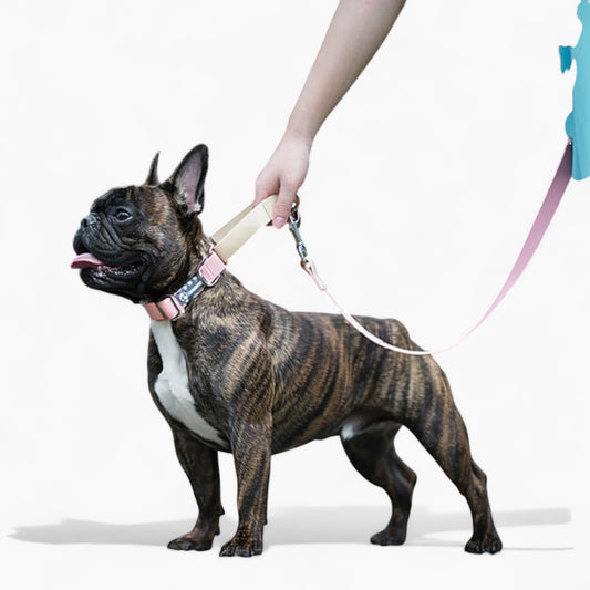 WetWag-French-Bulldog-Waterproof-Collar-and-Leash-Set.jpg