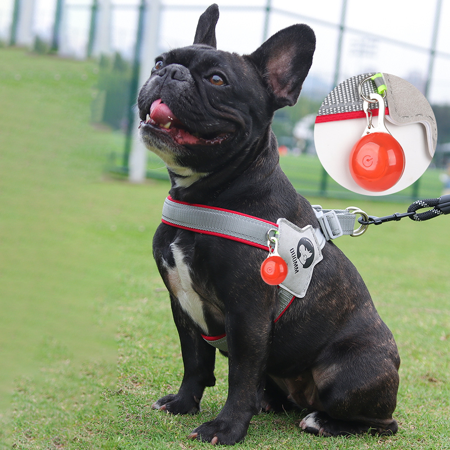 best harness for a frenchie