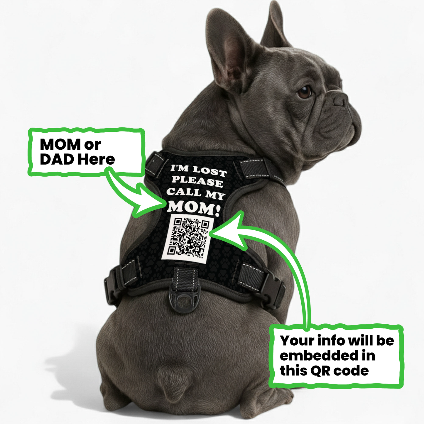 Gus - Personalized No-Pull French Bulldog Dog Harness