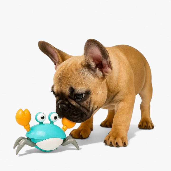 All Frenchie Shop Products – Clothing, Toys & More