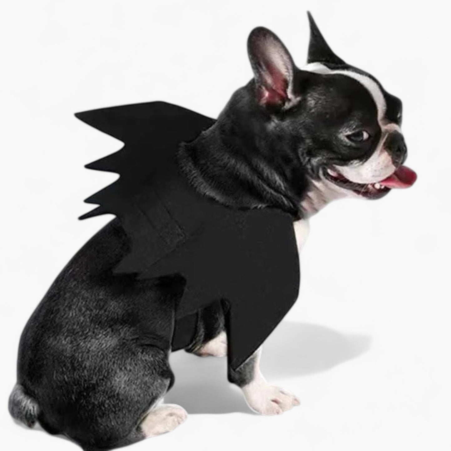 dog bat wings