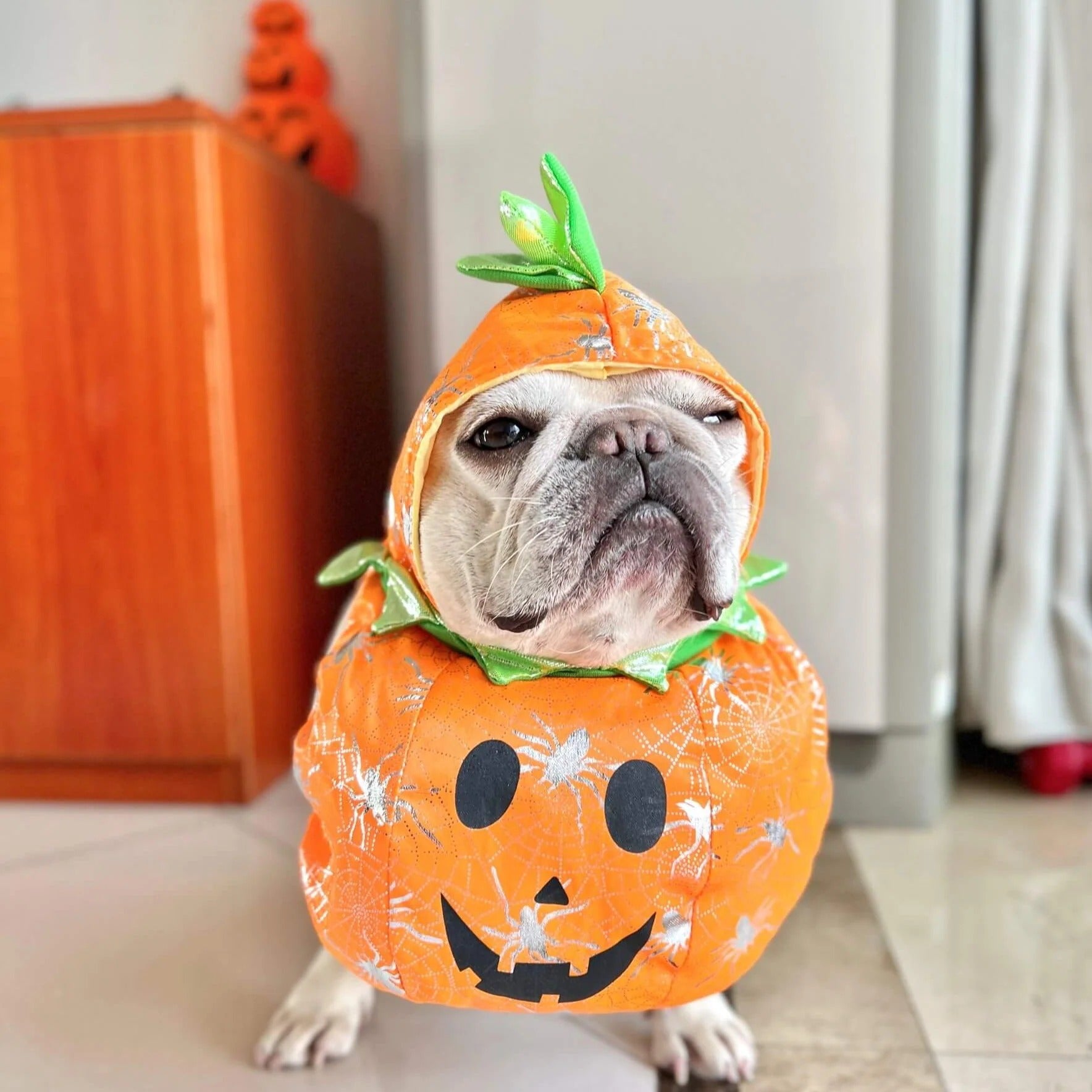 dog halloween costumes pumpkin