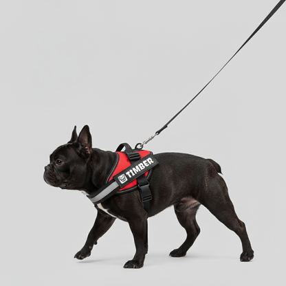 Henry - Personalized French Bulldog Harness