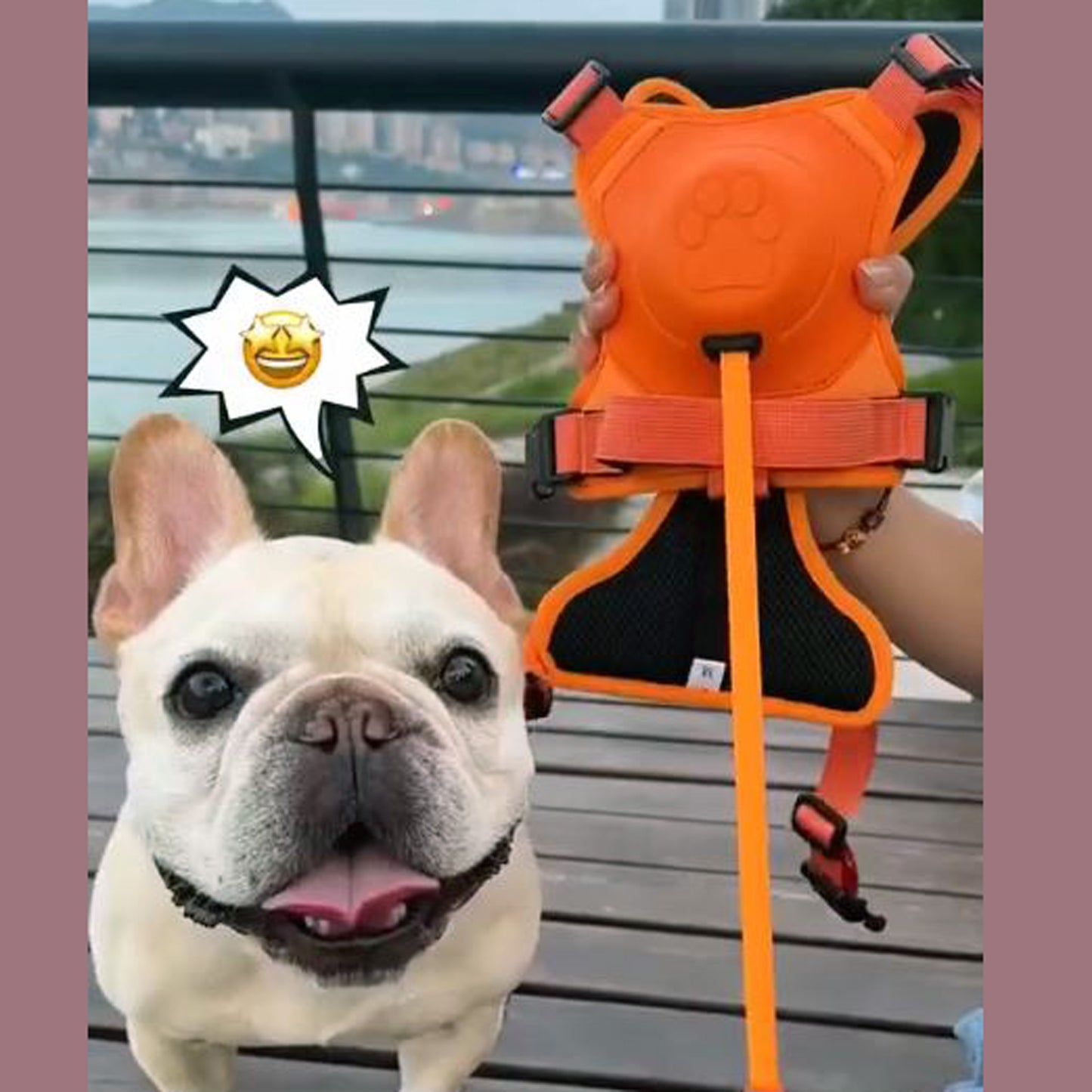 french bulldog harness with handle