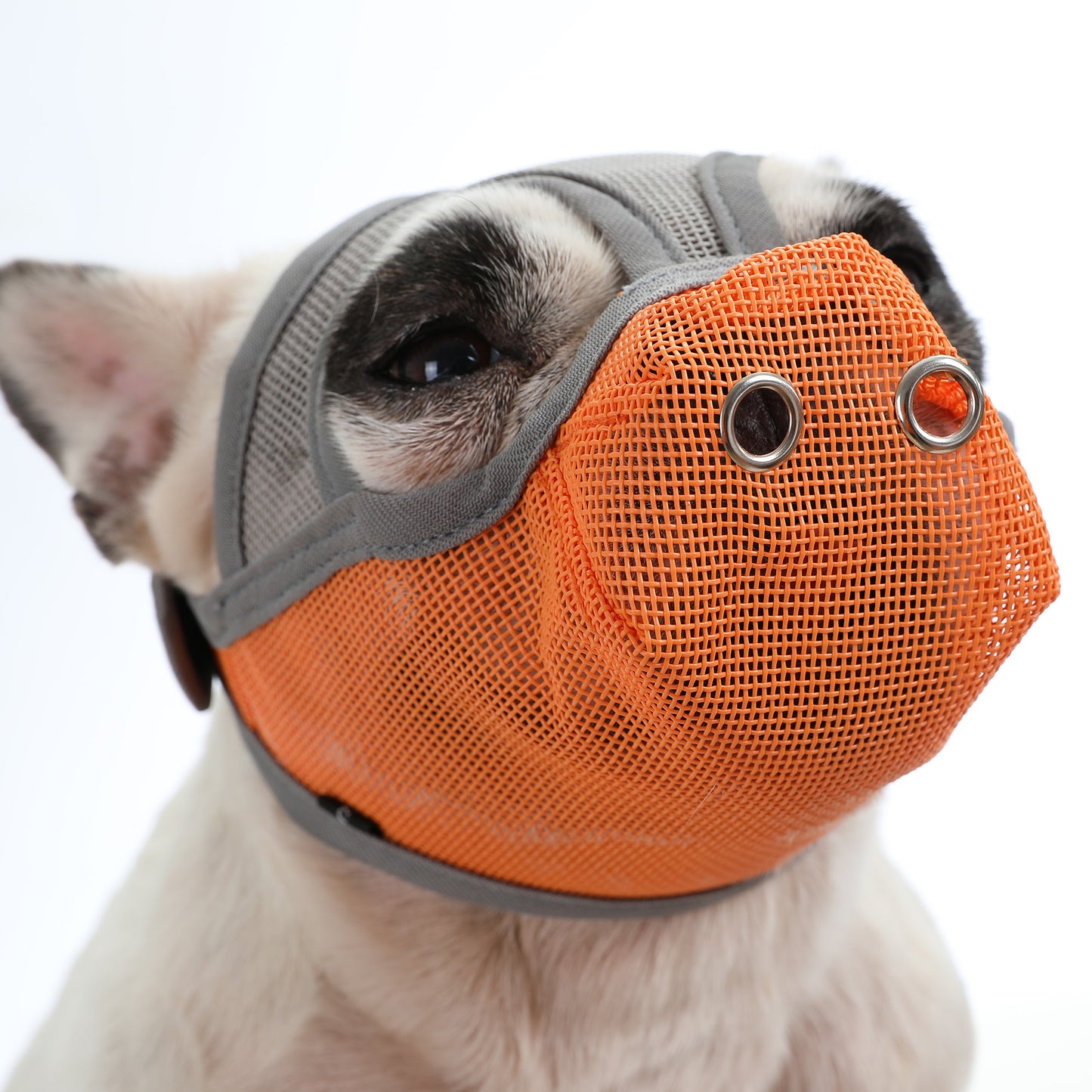french bulldog muzzles