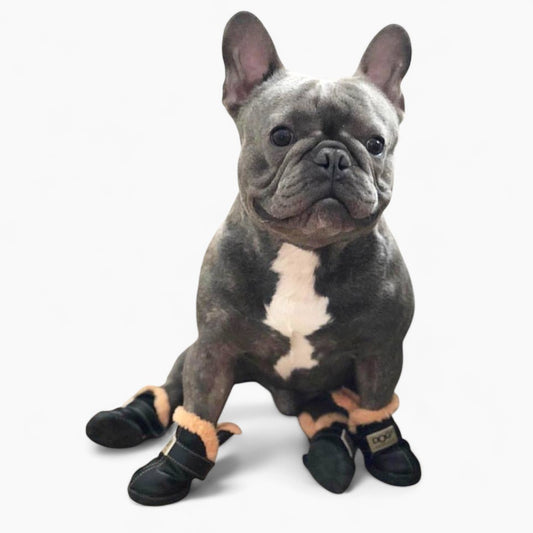 french bulldog shoes
