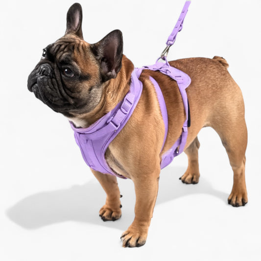frenchie-harness
