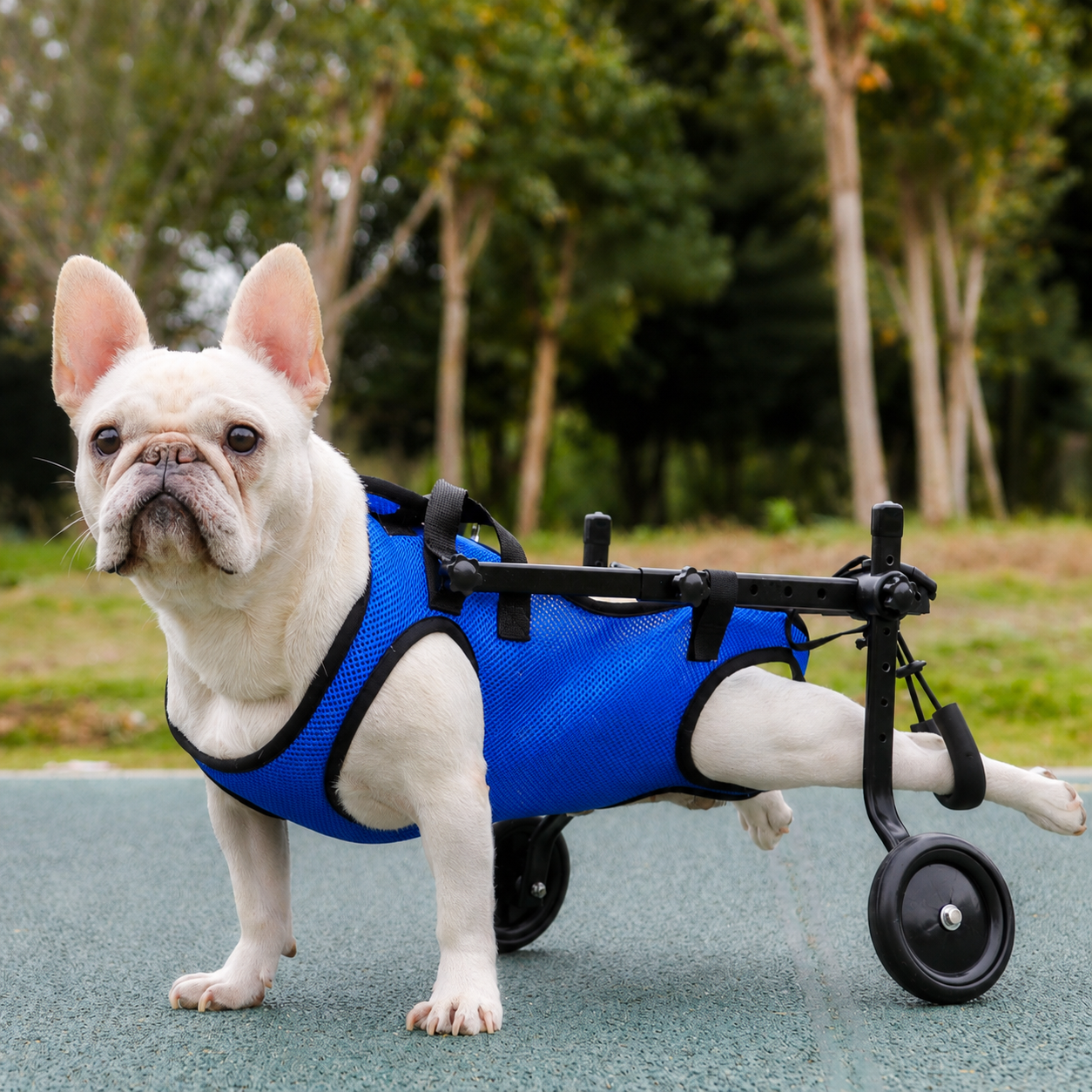 Frenchie Pet Wheelchair - Helping Disabled French Bulldogs Thrive