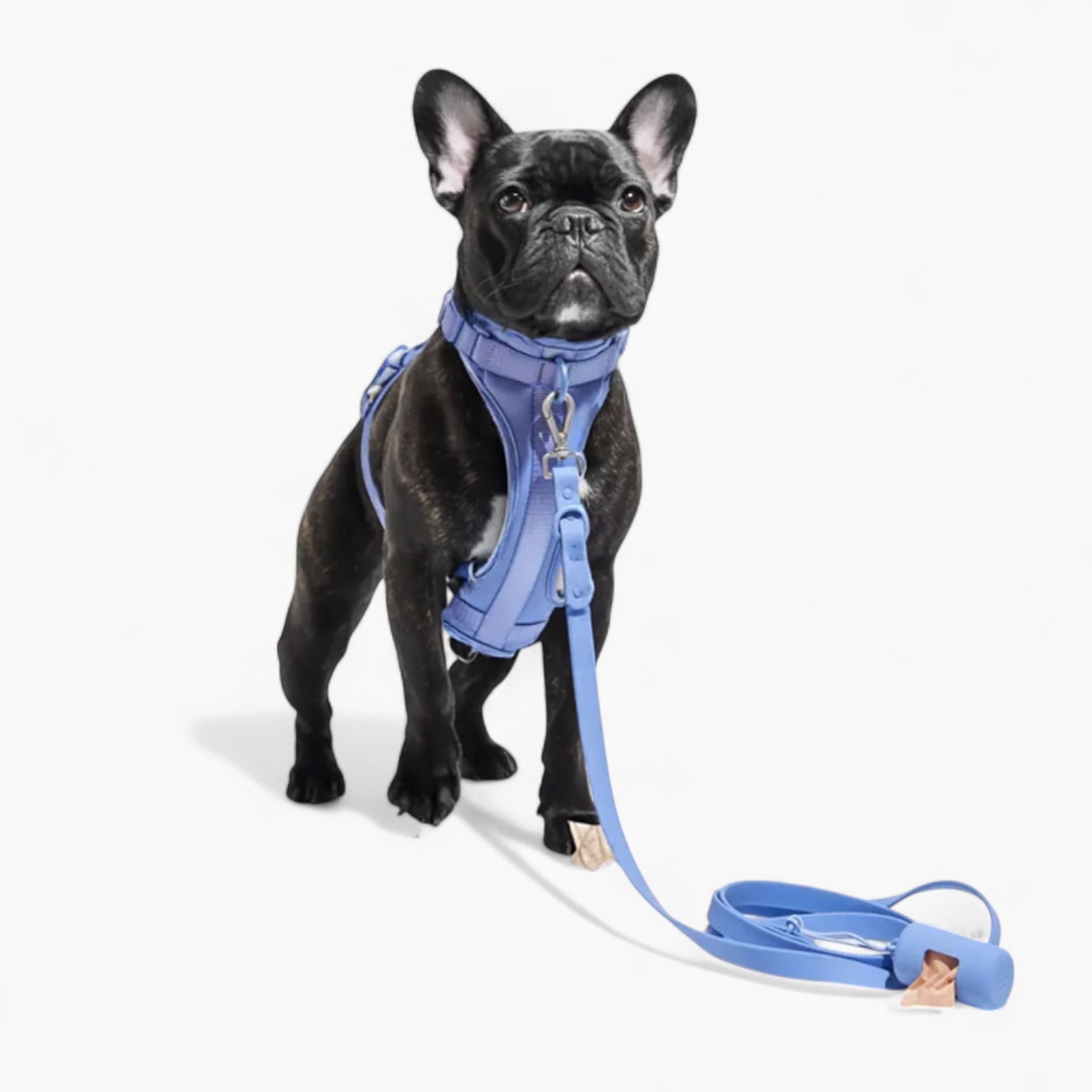 frenchie harness and leash