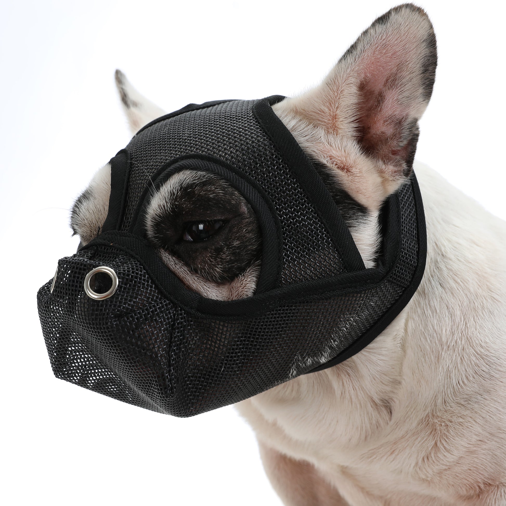 frenchie muzzles