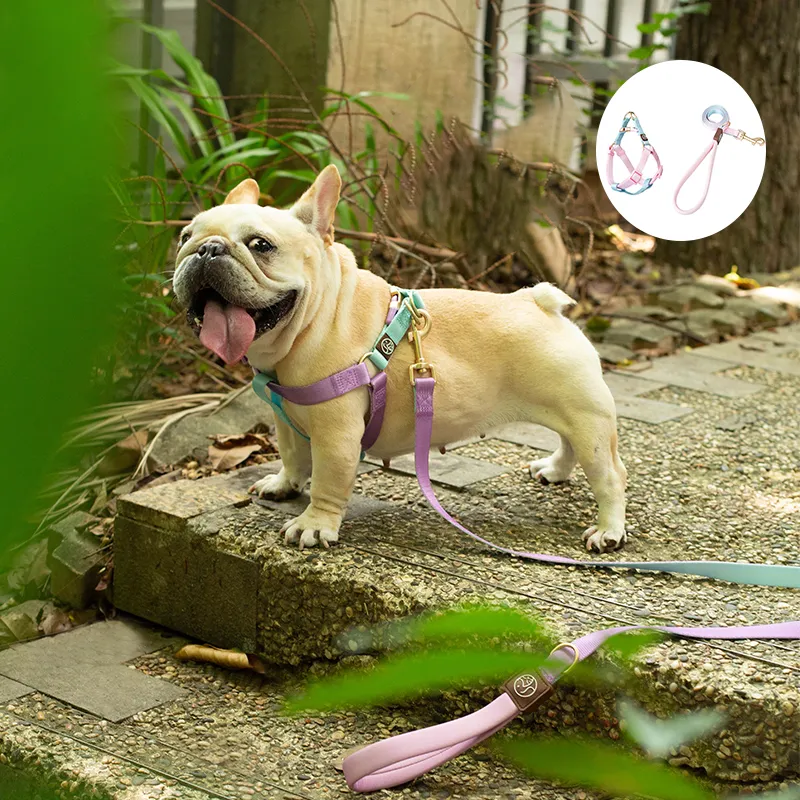 Frenchie No Pull Harness Leash Set Combining Comfort with Control