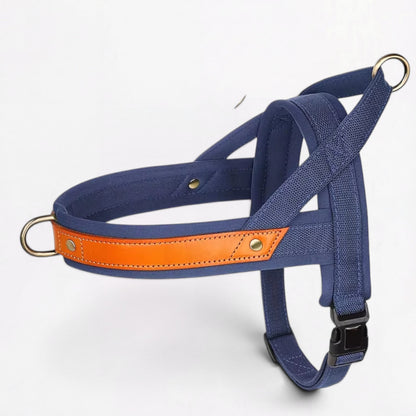 Ensemble harnais et laisse anti-traction pour bouledogue français (WS0223)