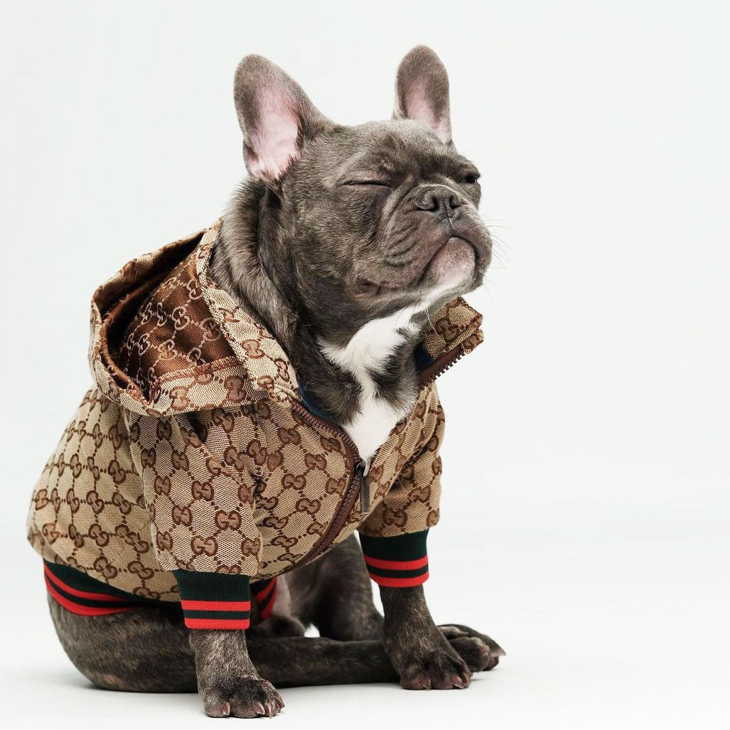 French Bulldog Puppy Sweaters, Designer Dog Clothes Gucci