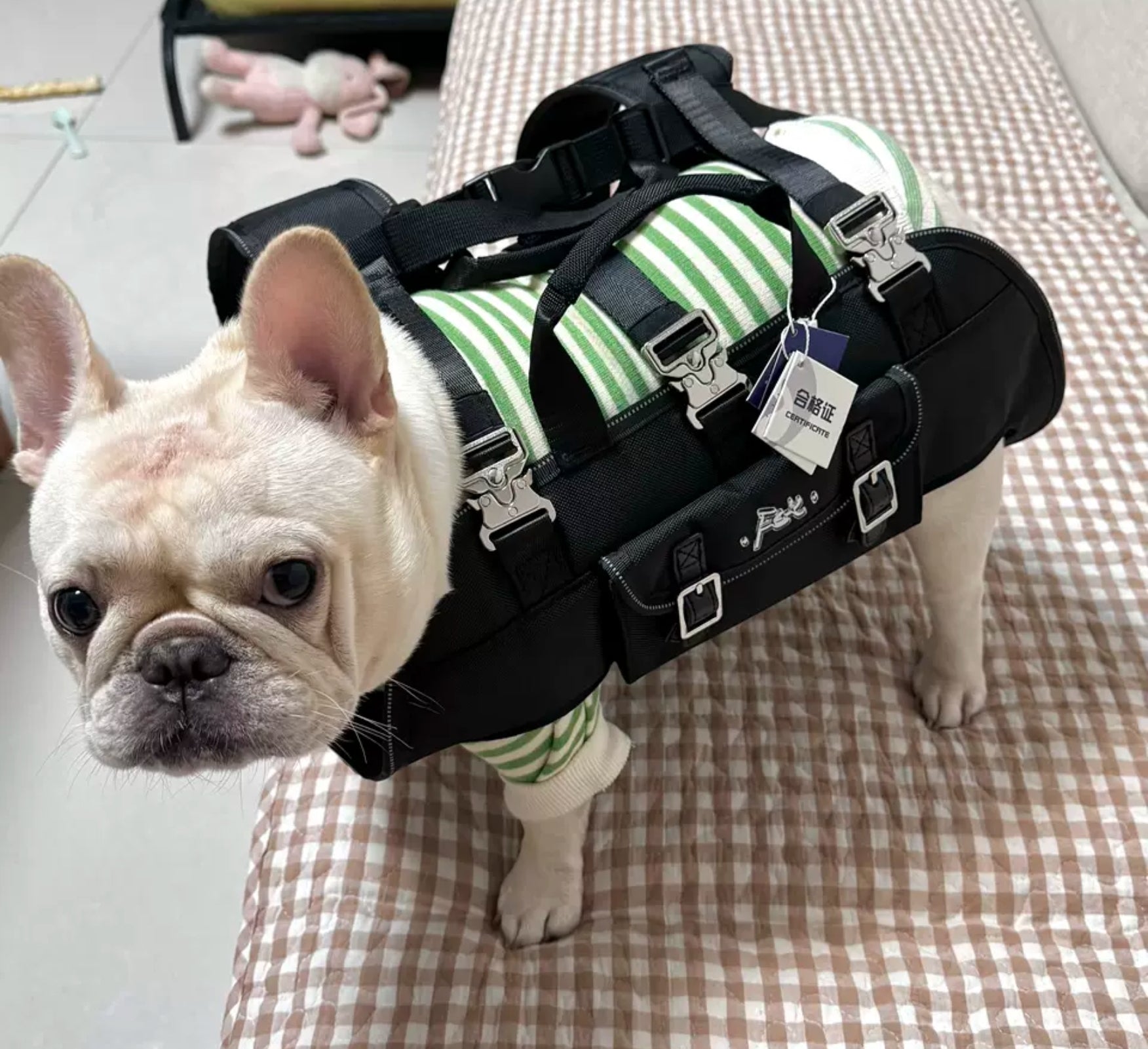 Frenchie Backpack Frenchie Shop : French Bulldog Harnesses, Clothes, Apparel & more ...