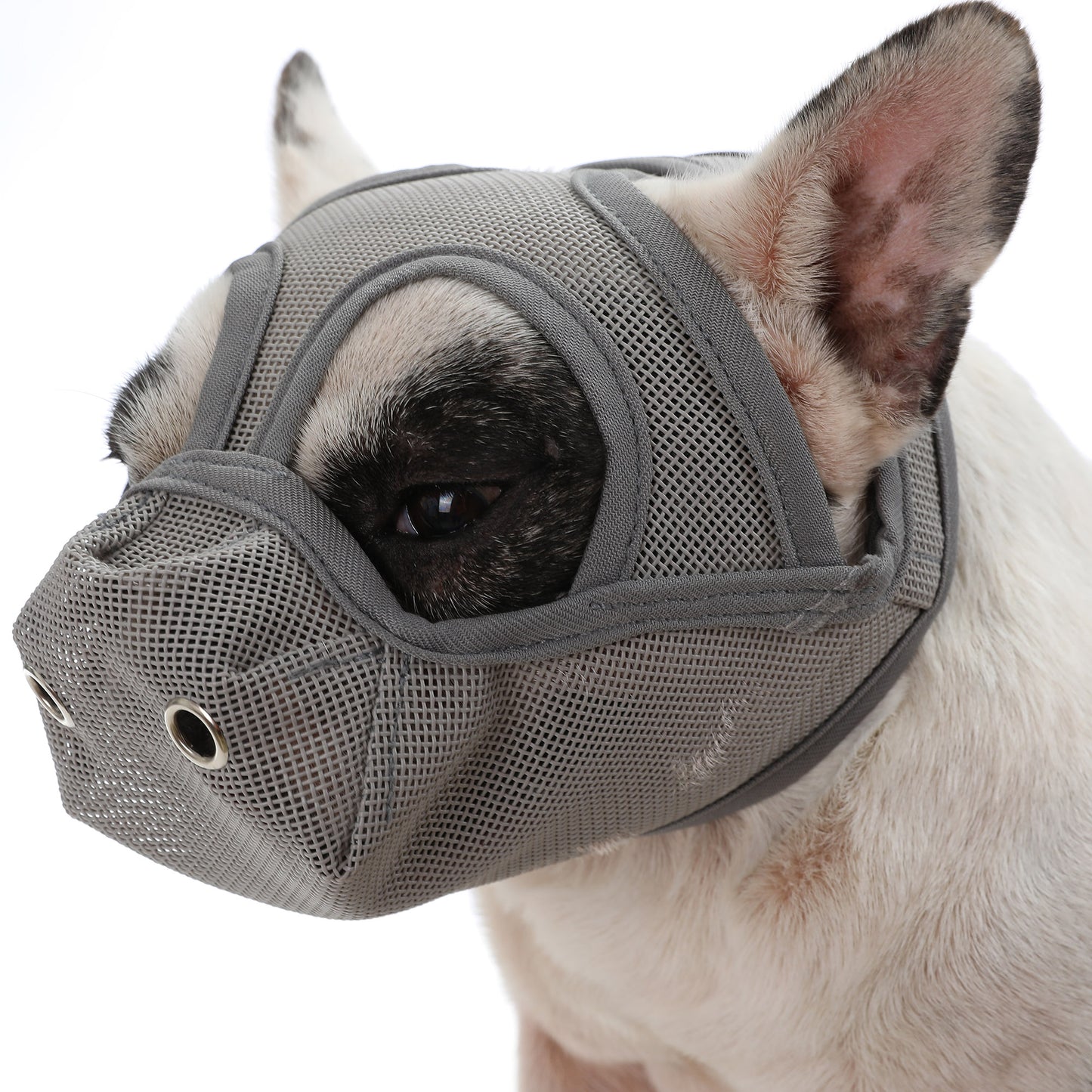 muzzle french bulldog