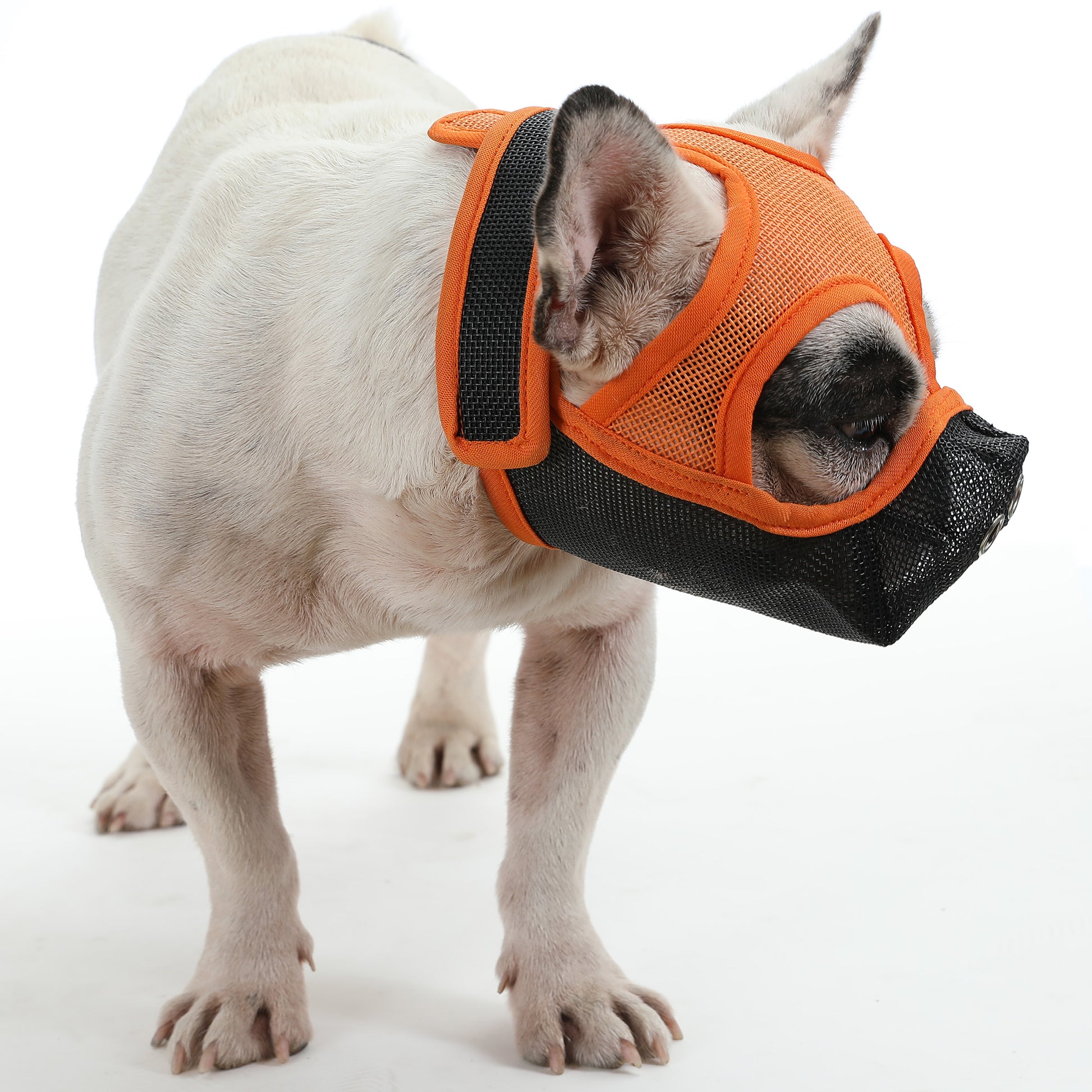 muzzle frenchie