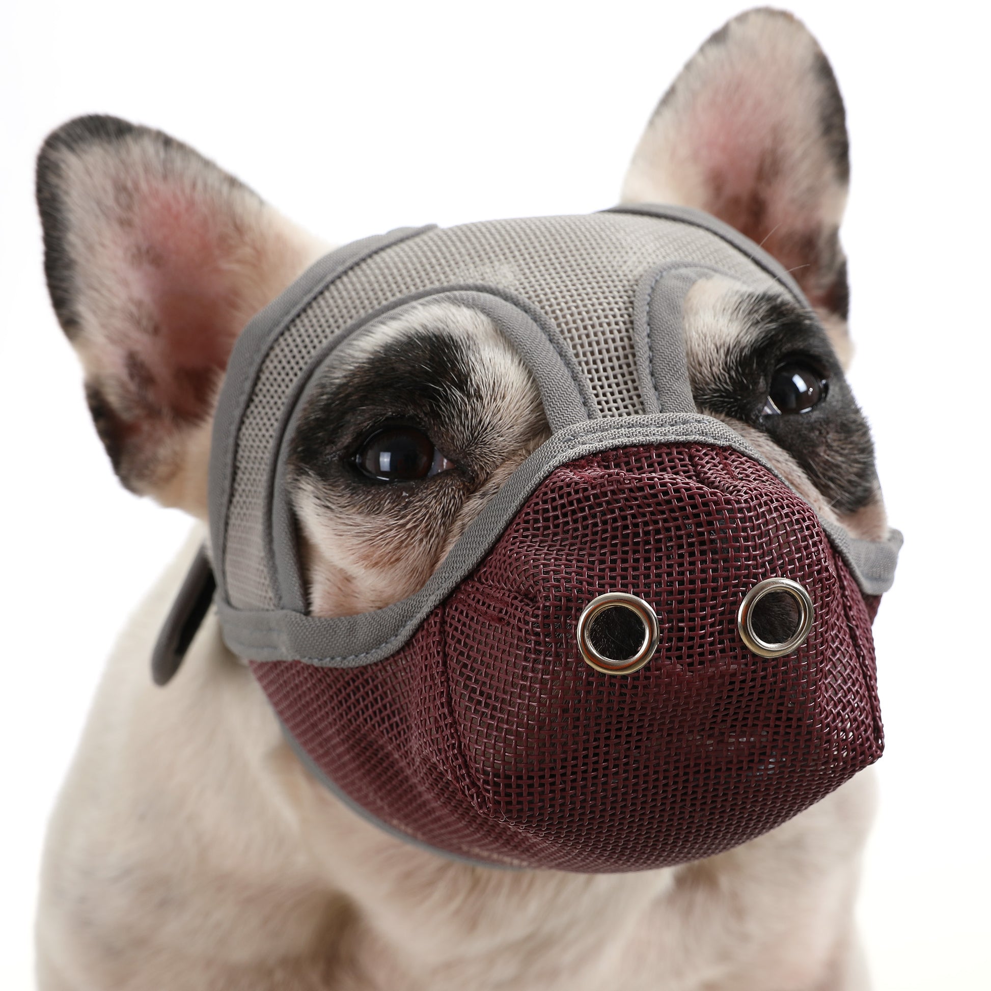 muzzles for french bulldogs
