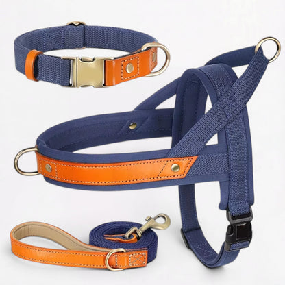 Ensemble harnais et laisse anti-traction pour bouledogue français (WS0223)