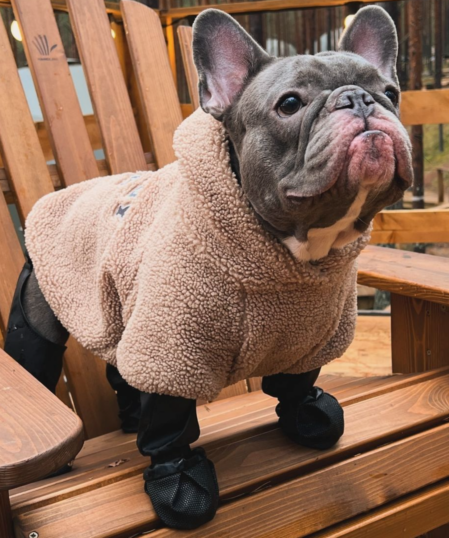 pawguard french bulldog gear