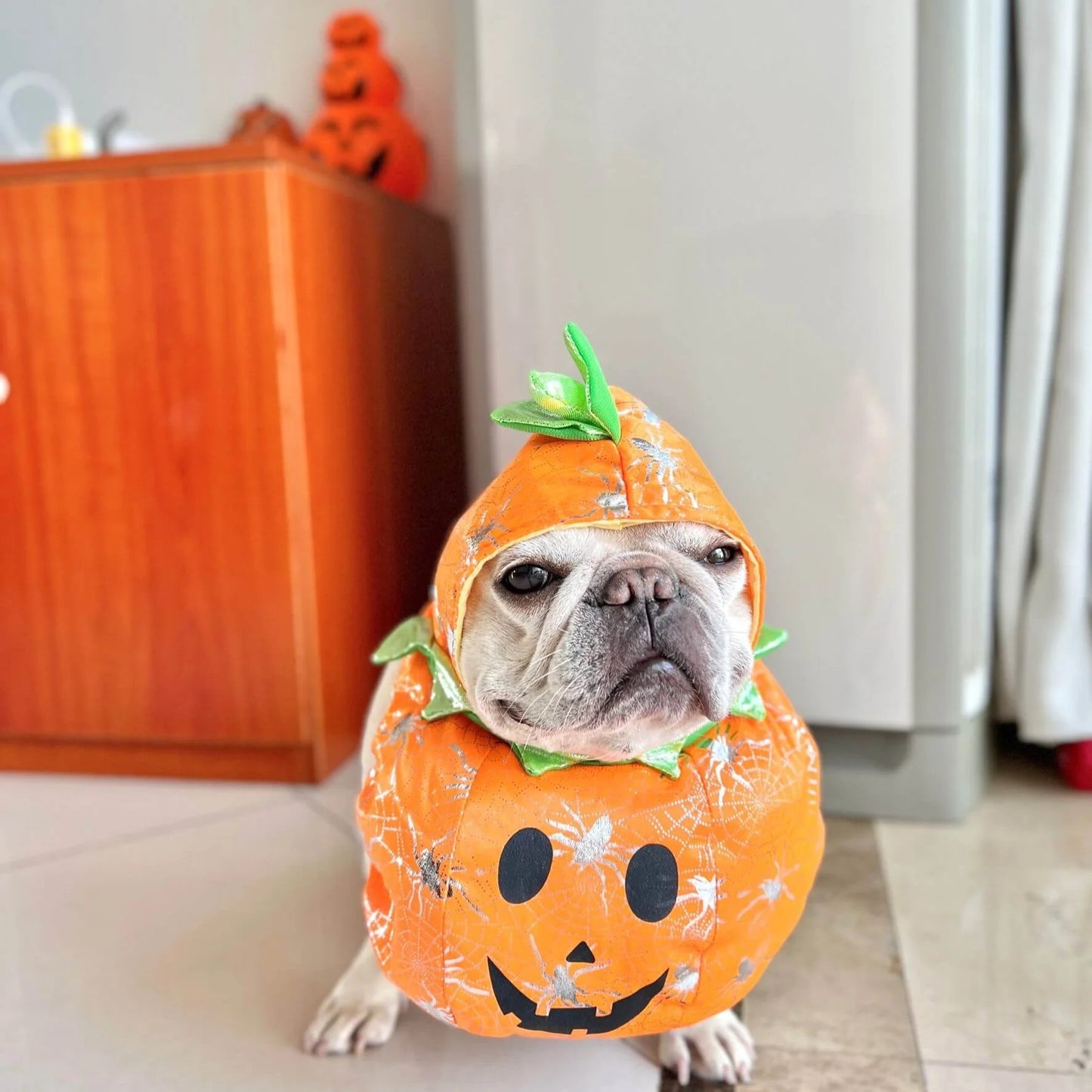 pumpkin costume for dogs