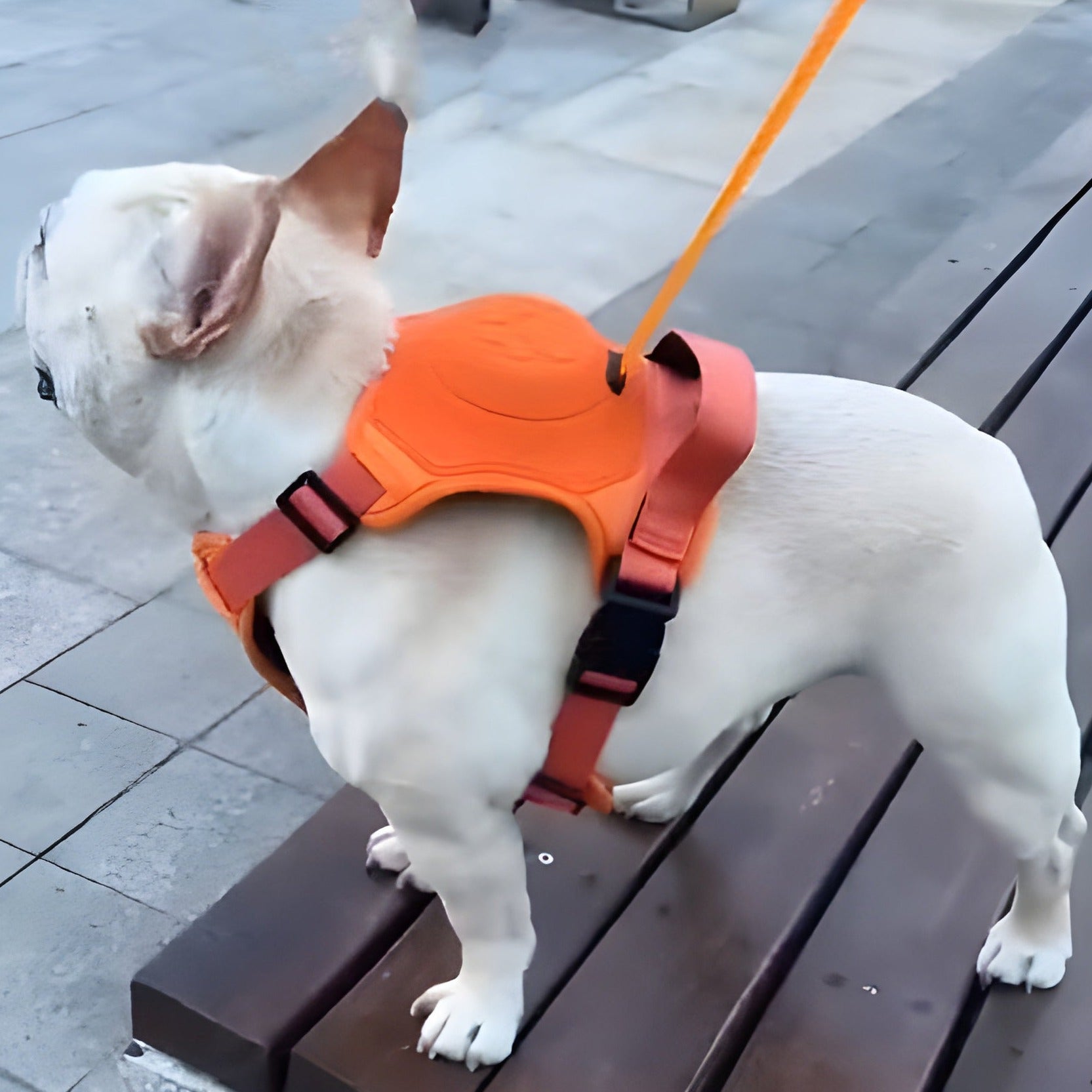 retractable leash and harness