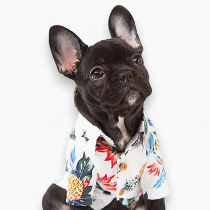 summer's stylish shirt