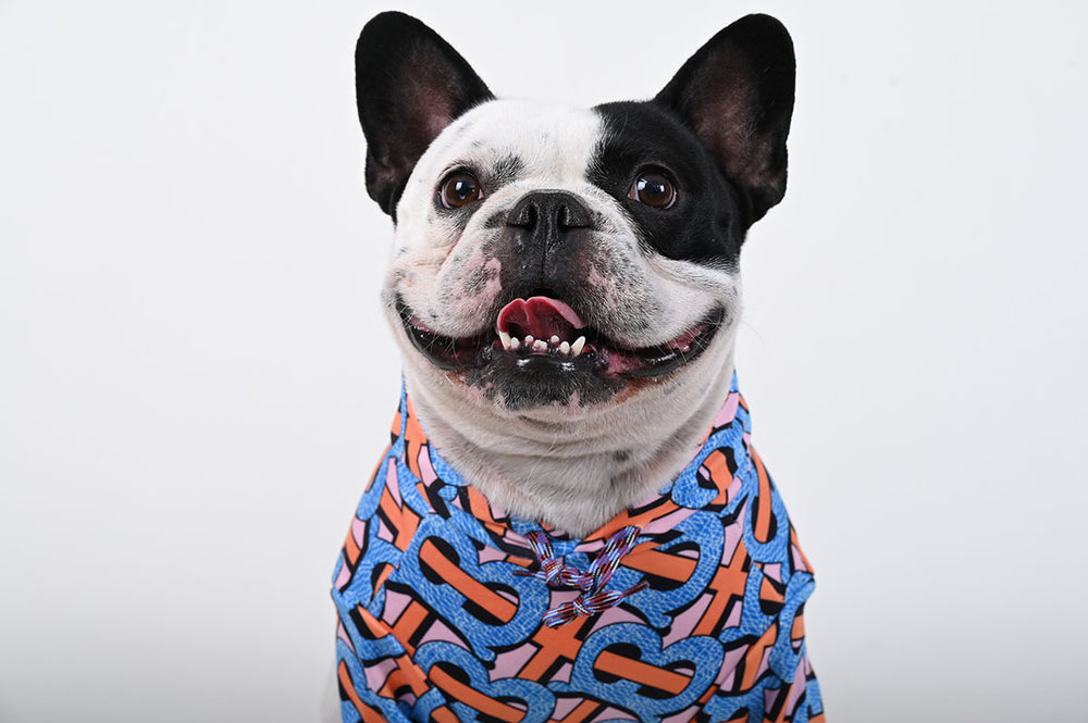 The Frenchie Shop team with their French Bulldog