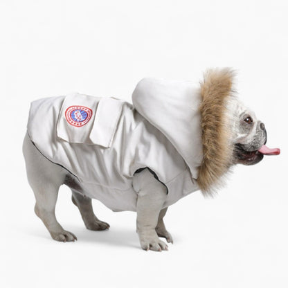 winter clothes for French Bulldog