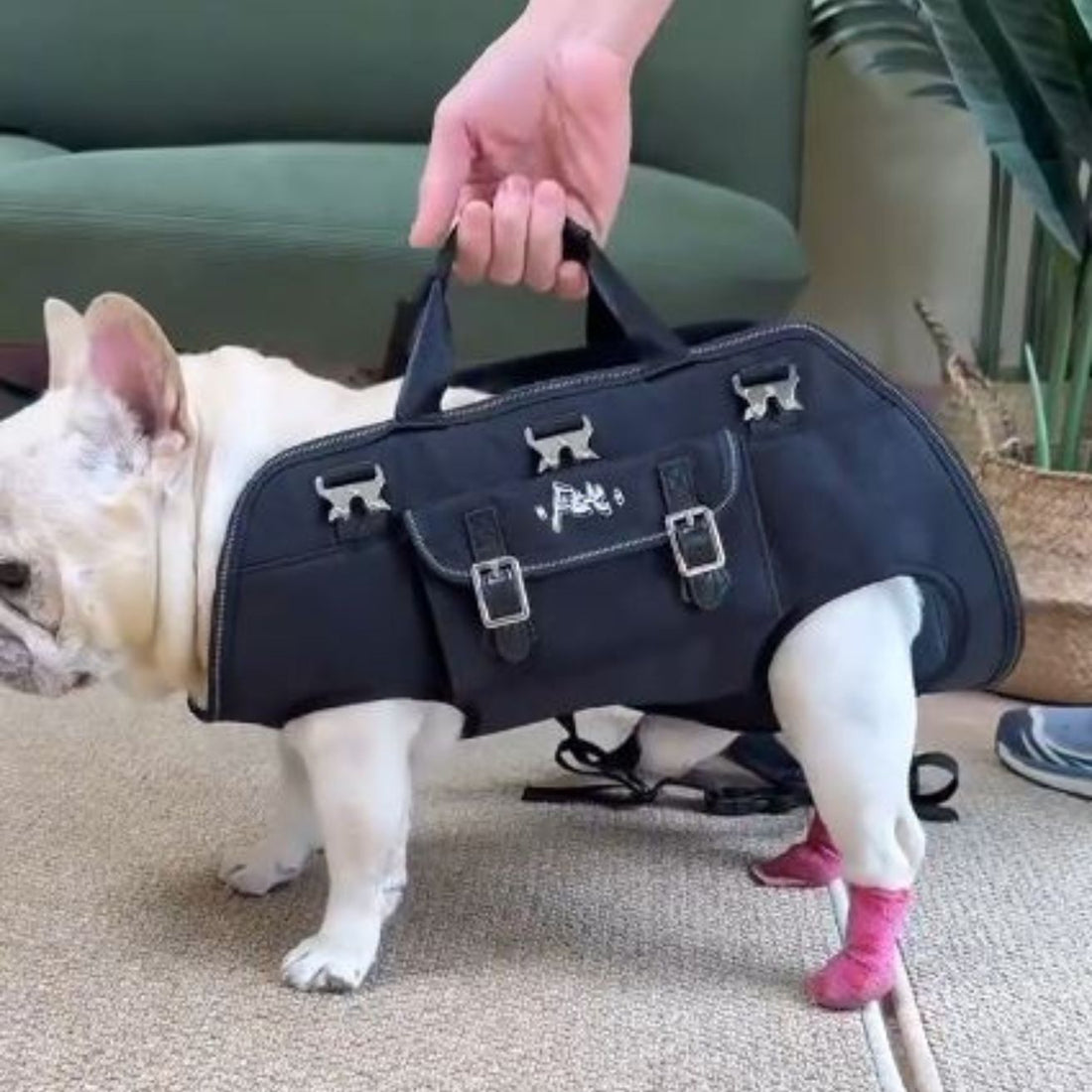 Frenchie Backpack Frenchie Shop : French Bulldog Harnesses, Clothes, Apparel & more ...