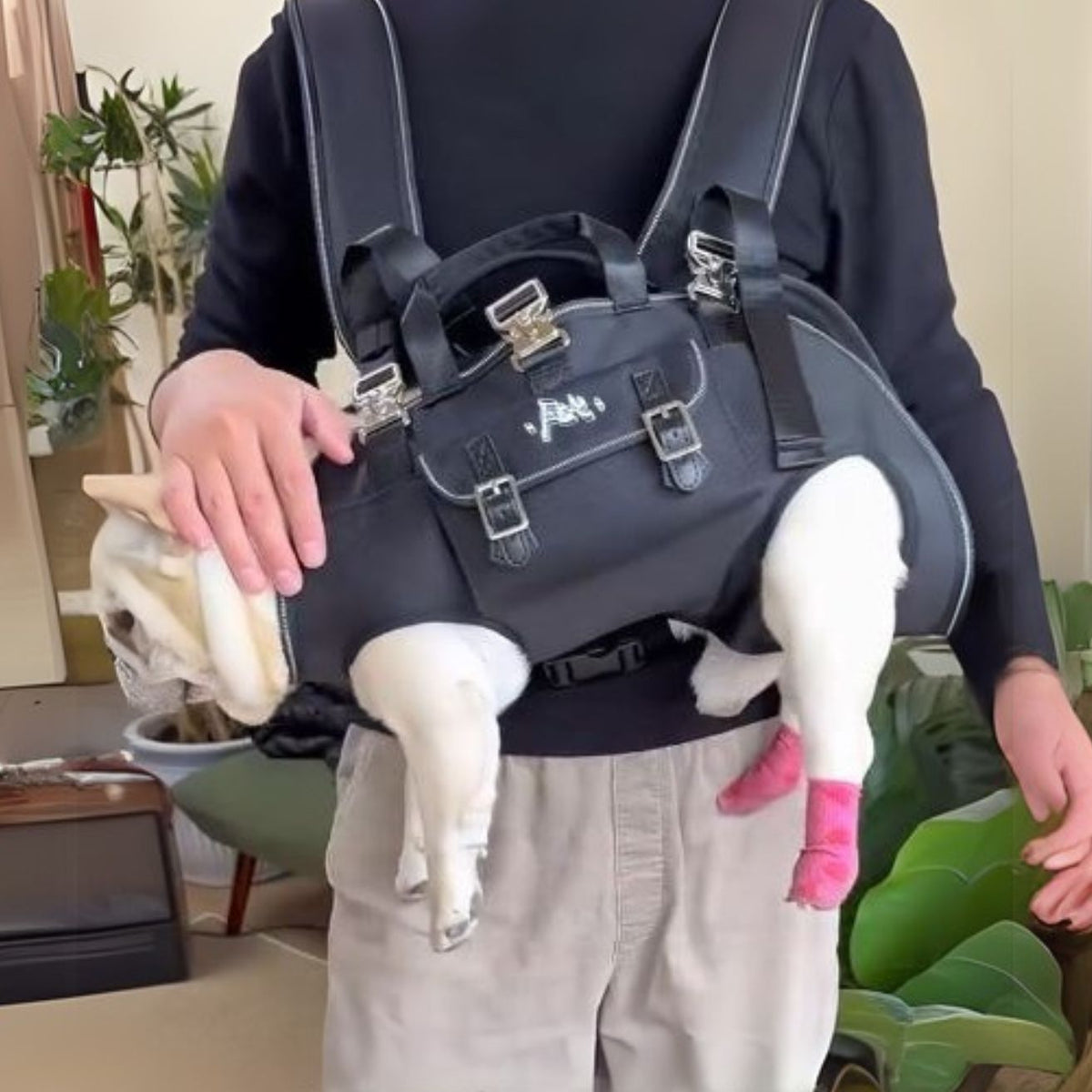 Frenchie Backpack Frenchie Shop : Harnais Bouledogue Français, Vêtements, Habillement ...