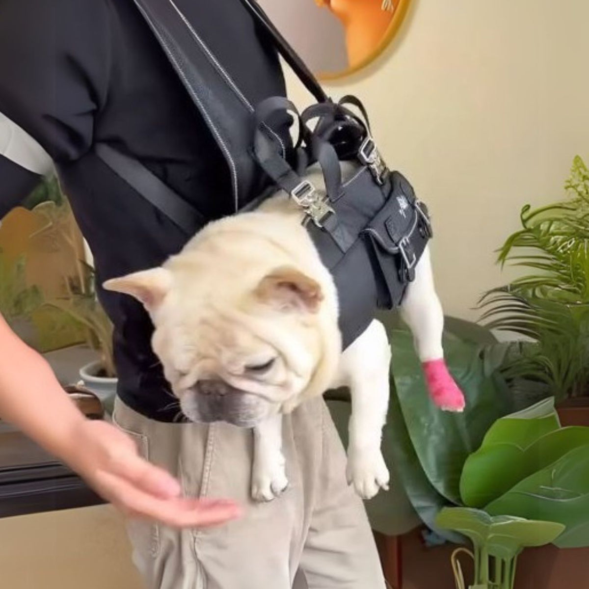 Frenchie Backpack Frenchie Shop : French Bulldog Harnesses, Clothes, Apparel & more ...