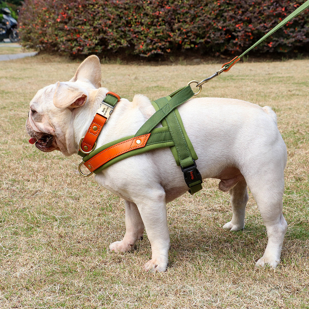 Green LV harness/collar/leash set – The Frenchie Shop