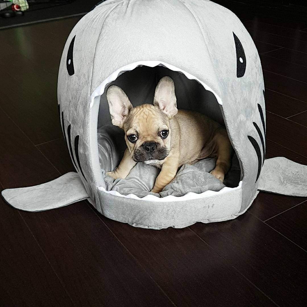 House for frenchie (shark Bed) (WS14) - Frenchie Bulldog Shop