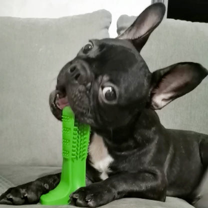 World's Most Effective Frenchie Toothbrush (WS06) - Frenchie Bulldog Shop