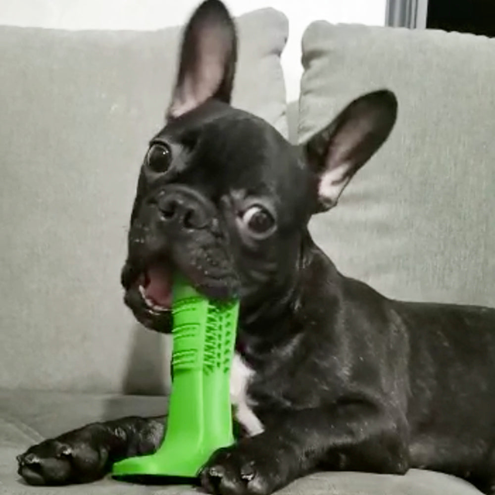 Does anyone know what kind of toys to buy for a Frenchie with the sharpest  teeth in the world? (Aka he breaks all his toys within a few days) :  r/Frenchbulldogs