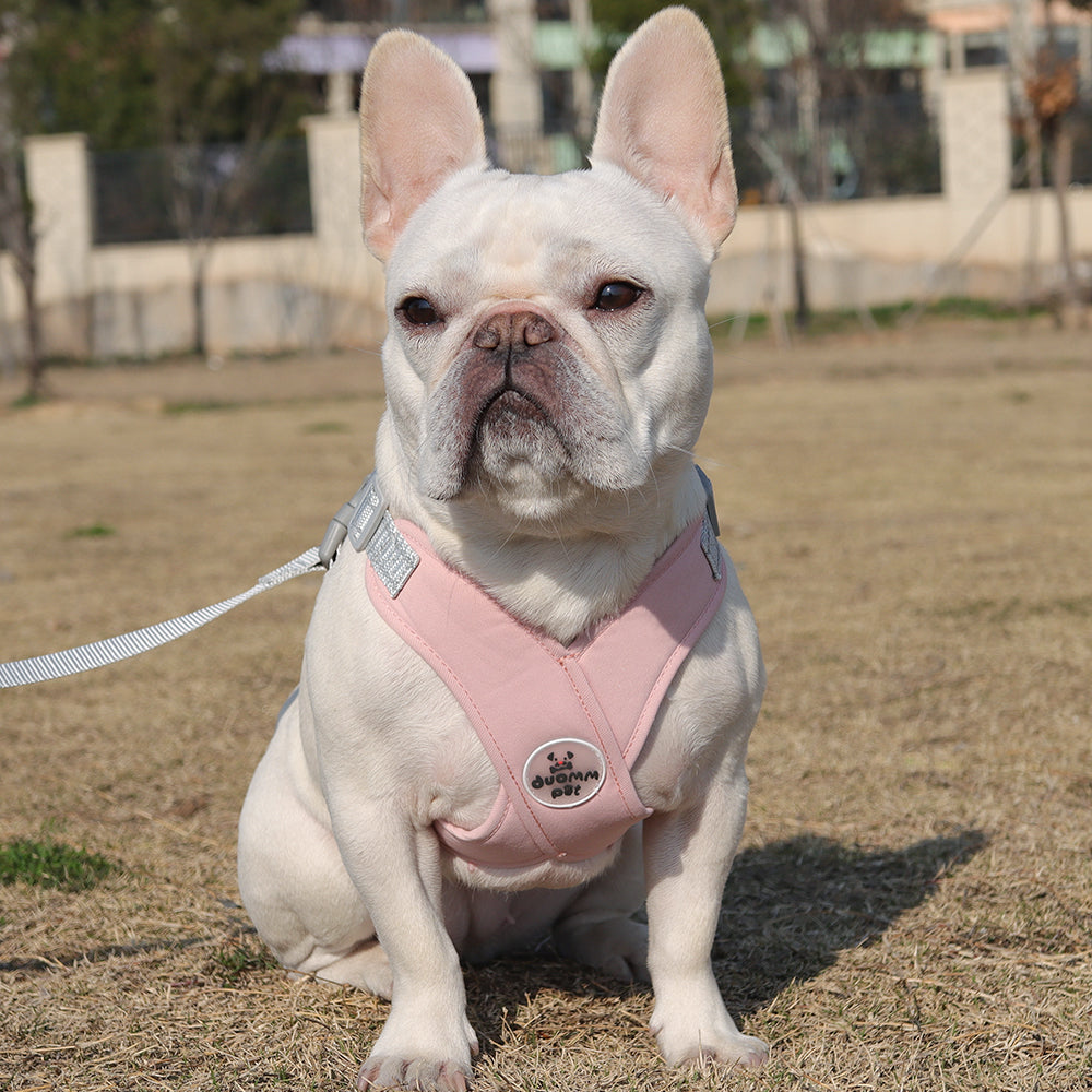 Breathable Frenchie harness