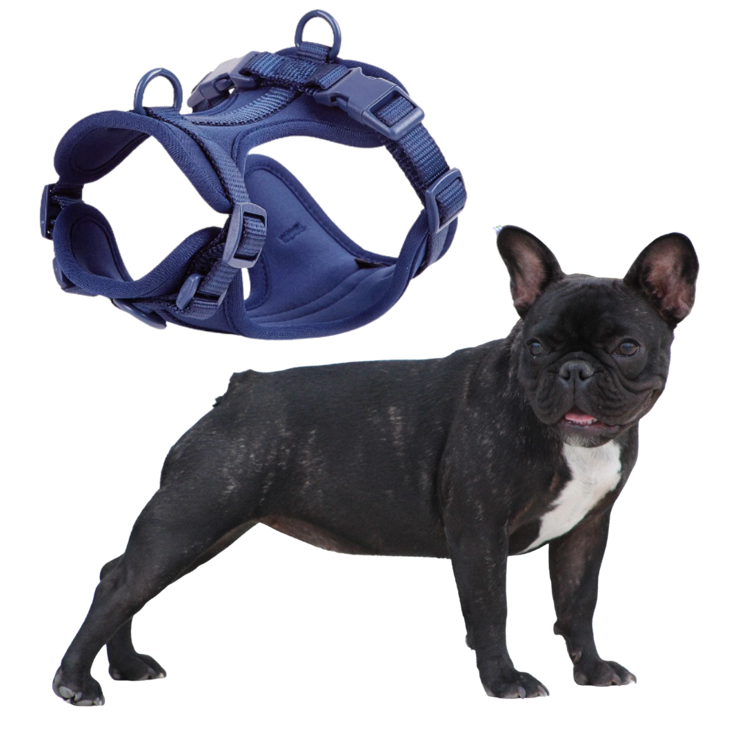 Frenchie Quick Release Harness Leash Set