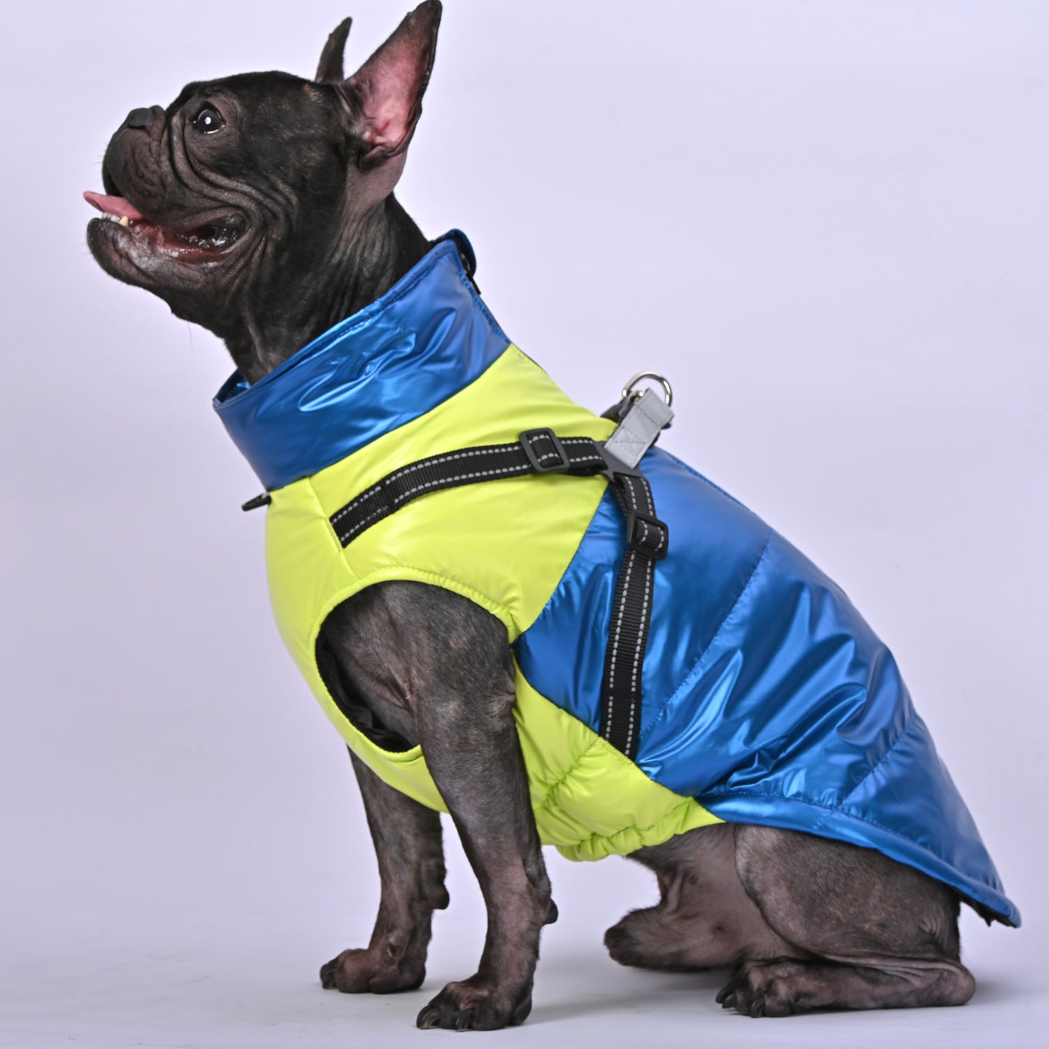 Snowy Snuggles Frenchie Warm Reflective Winter Jacket V2 - French Bulldog Shop