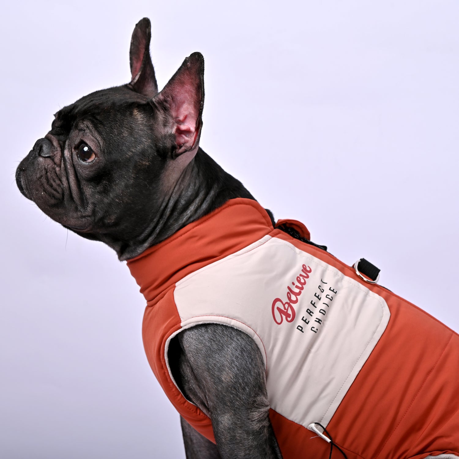 Frostbite Outfit - Frenchie Winter Jacket With Harness Set V1 - French Bulldog Shop