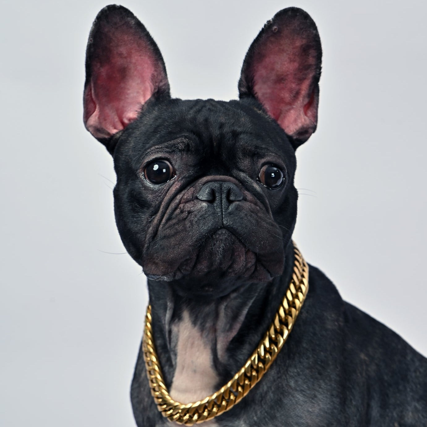 French Bulldog Chain Collar Stainless Steel 18K Gold Plated (WK019) - Frenchie Bulldog Shop