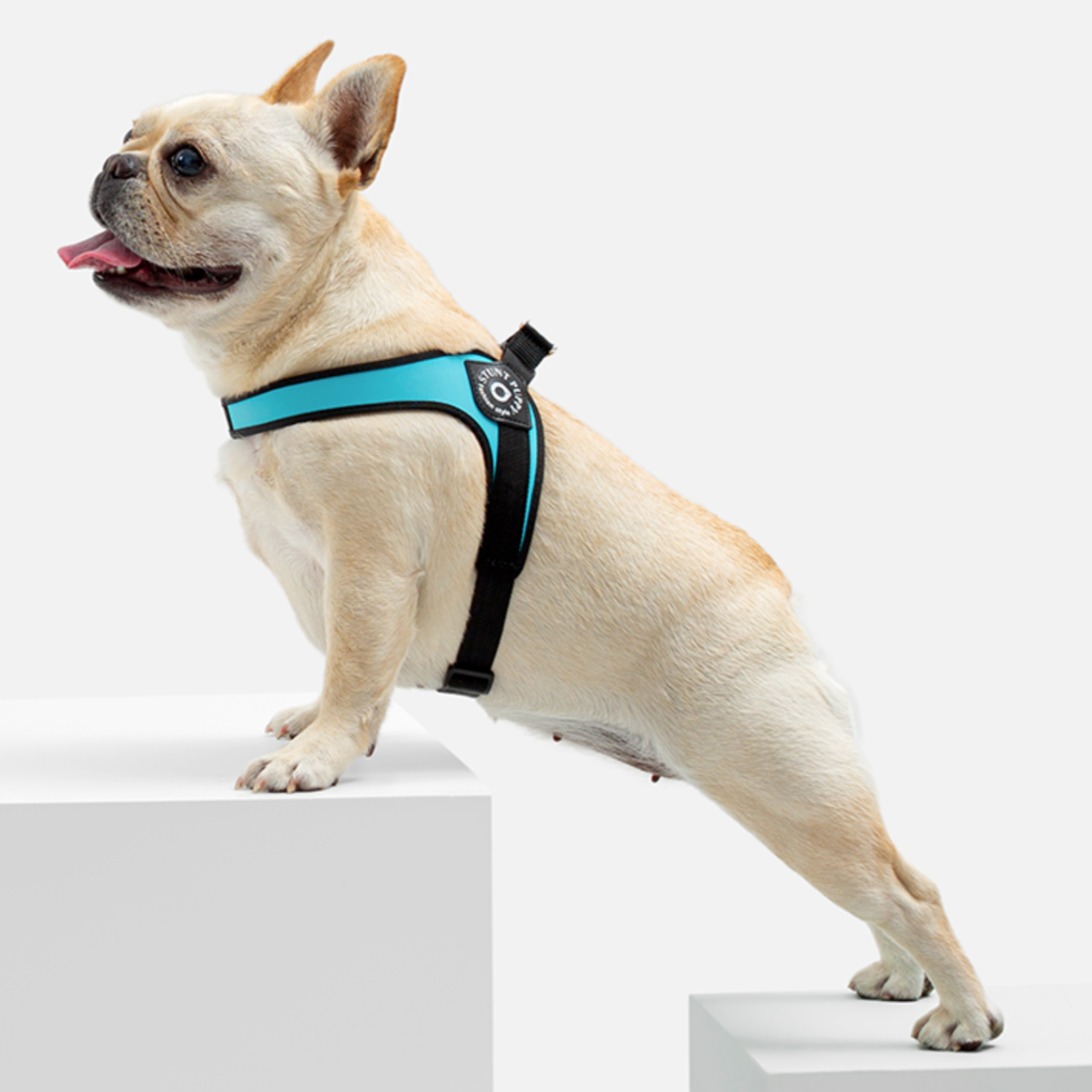 Easy-Walk Bulldog Harness – No Pull Design