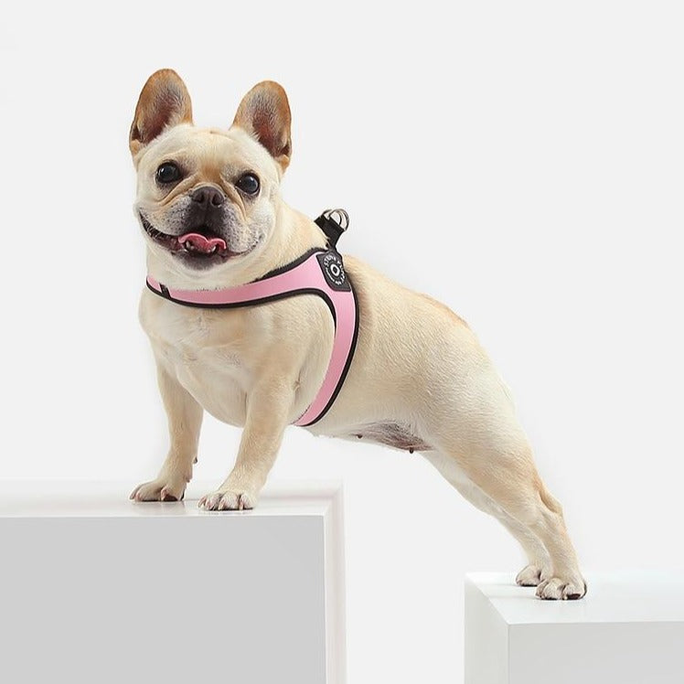 Easy-Walk French Bulldog Harness