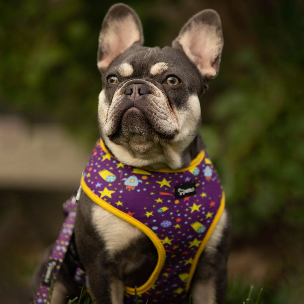 The Astronaut - Frenchie Harness By MeeLo - Frenchie Bulldog Shop