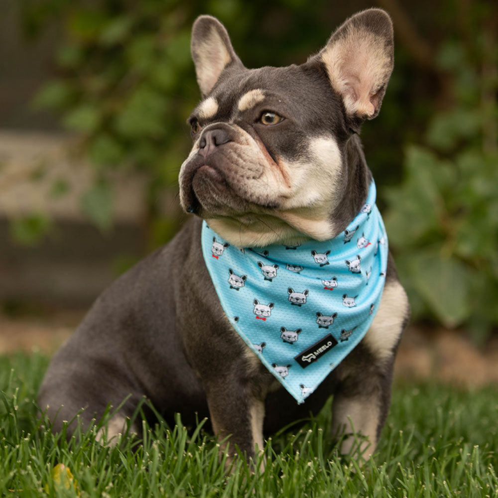 BlueHarmony - Frenchie Harness By MeeLo - Frenchie Bulldog Shop