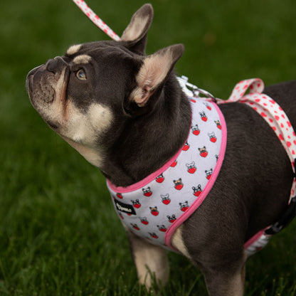 My Valentine - Frenchie Harness By MeeLo - Frenchie Bulldog Shop