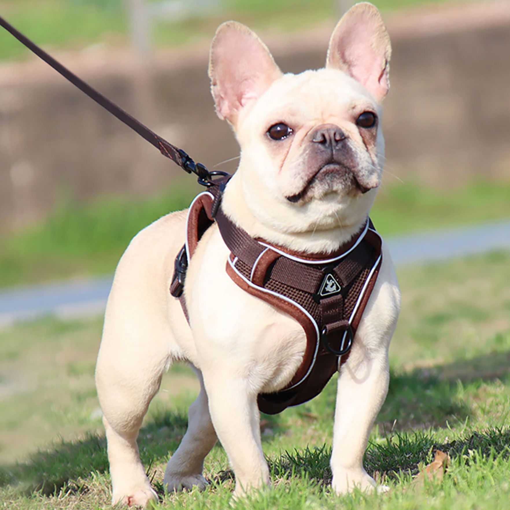 French Bulldog Harness Leash Set