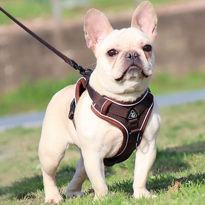 French Bulldog Harness Leash Set