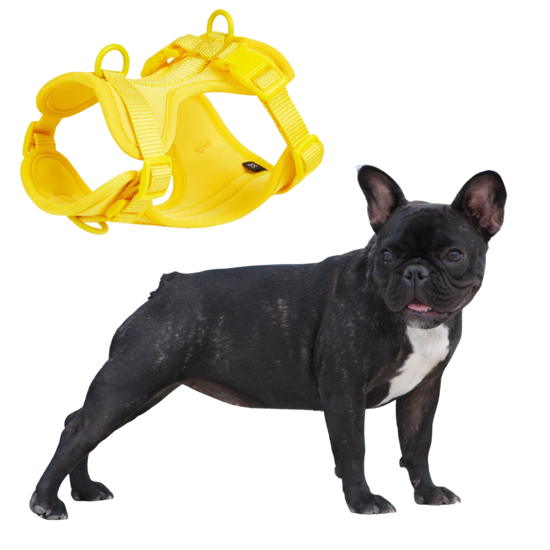 French Bulldog Harness with Matching Leash