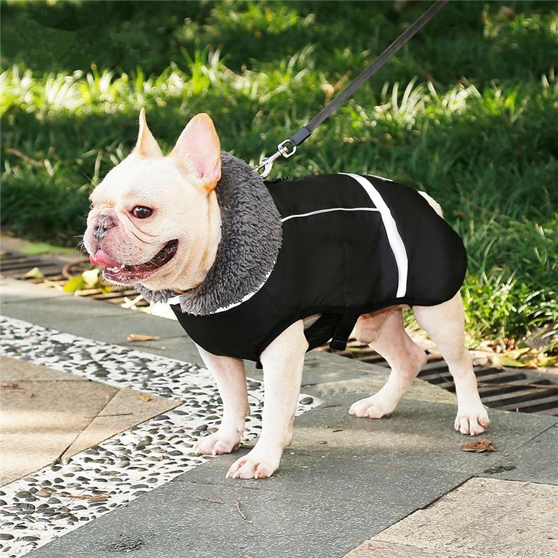French Bulldog black coat
